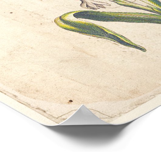 Antiek Poster voor botanische afdrukken (Hoek)