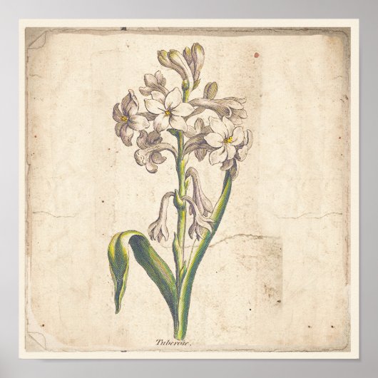 Antiek Poster voor botanische afdrukken (Voorkant)