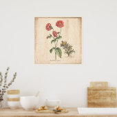 Antiek Poster voor botanische afdrukken Buttonnen (Keuken)