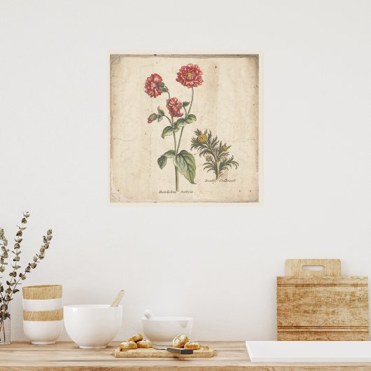 Antiek Poster voor botanische afdrukken Buttonnen (Keuken)