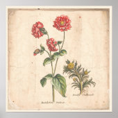 Antiek Poster voor botanische afdrukken Buttonnen (Voorkant)