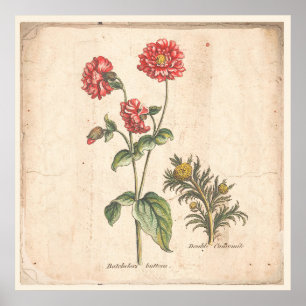 Antiek Poster voor botanische afdrukken Buttonnen