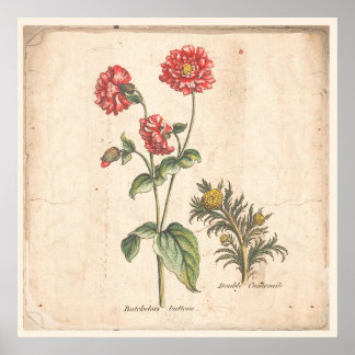 Antiek Poster voor botanische afdrukken Buttonnen