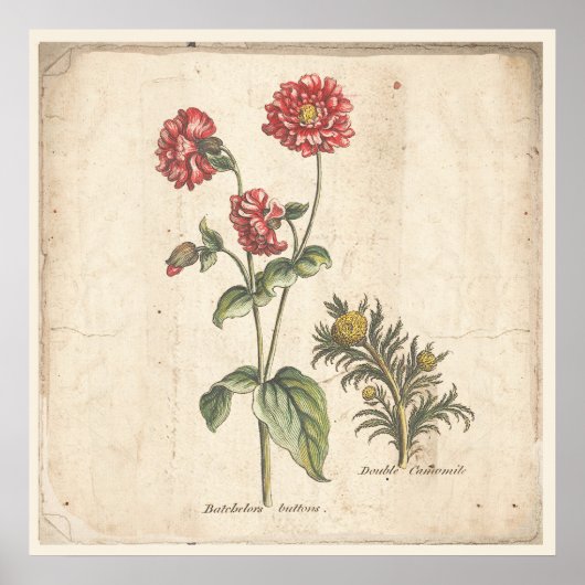 Antiek Poster voor botanische afdrukken Buttonnen (Voorkant)