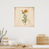 Antiek Poster voor botanische afdrukken Chrysanthe (Keuken)