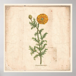 Antiek Poster voor botanische afdrukken Chrysanthe