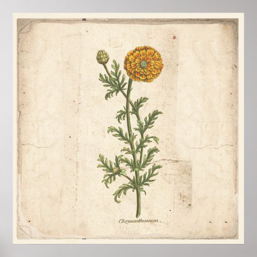 Antiek Poster voor botanische afdrukken Chrysanthe (Voorkant)
