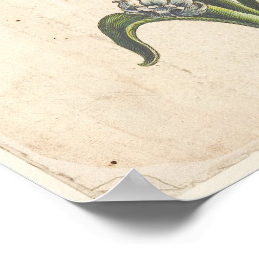 Antiek Poster voor botanische afdrukken Hyacinth B (Hoek)