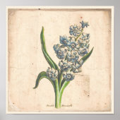 Antiek Poster voor botanische afdrukken Hyacinth B (Voorkant)