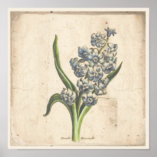 Antiek Poster voor botanische afdrukken Hyacinth B (Voorkant)
