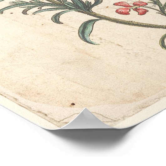 Antiek Poster voor botanische afdrukken Rosemary H (Hoek)