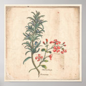 Antiek Poster voor botanische afdrukken Rosemary H (Voorkant)