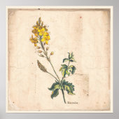 Antiek Poster voor botanische afdrukken Veronica F (Voorkant)