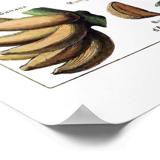  Antiek Poster voor het drukken van fruit (Hoek)