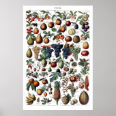  Antiek Poster voor het drukken van fruit (Voorkant)