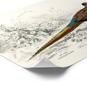 Antiek ringvormige fazant Poster (Hoek)