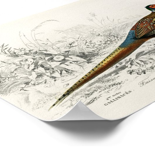  Antiek ringvormige fazant Poster (Hoek)