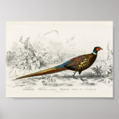Antiek ringvormige fazant Poster (Voorkant)
