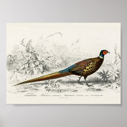  Antiek ringvormige fazant Poster (Voorkant)