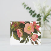 Antiek Roos Bloem Art Illustratie Tekening Briefkaart (Staand voorkant)
