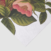 Antiek Roos Bloem Art Illustratie Tekening Tissuepapier (Detail)