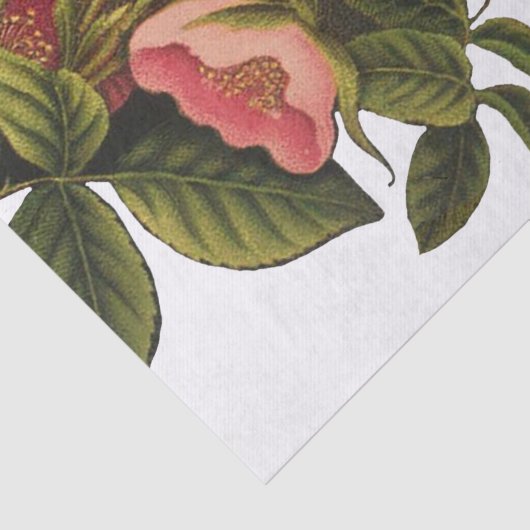 Antiek Roos Bloem Art Illustratie Tekening Tissuepapier (Detail)