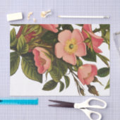 Antiek Roos Bloem Art Illustratie Tekening Tissuepapier (Craft)