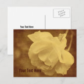 Antiek  Roos Bloem  Briefkaart (Voorkant / Achterkant)