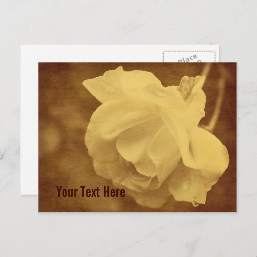 Antiek  Roos Bloem  Briefkaart (Voorkant / Achterkant)