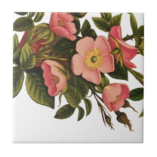 Antiek Roos van de Kunst Illustratie van de Vloer Tegeltje (Voorkant)