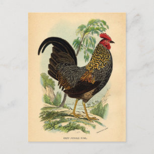 Antiek  Rooster-leder Briefkaart