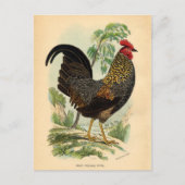 Antiek  Rooster-leder Briefkaart (Voorkant)