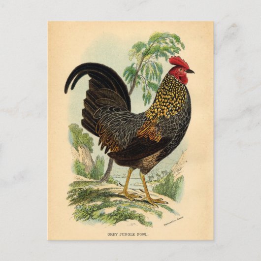 Antiek  Rooster-leder Briefkaart (Voorkant)