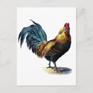 Antiek Rooster-leder Briefkaart