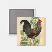 Antiek  Rooster-leder Magneet (Voorkant / Achterkant)