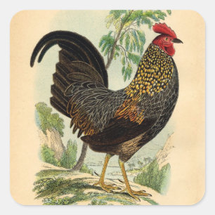 Antiek Rooster-leder Vierkante Sticker