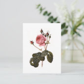Antiek roze Rozen in Bloom Briefkaart (Staand voorkant)