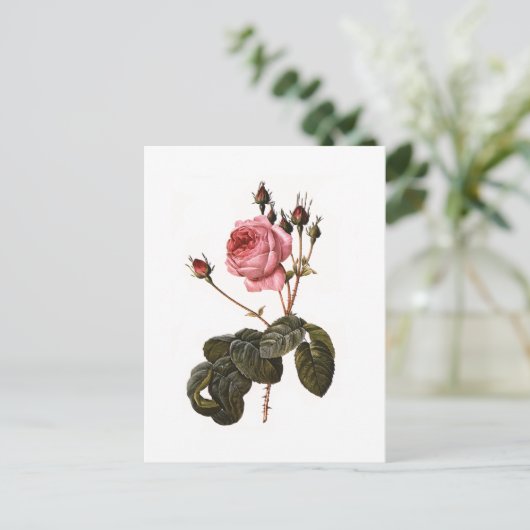  Antiek roze Rozen in Bloom Briefkaart (Staand voorkant)