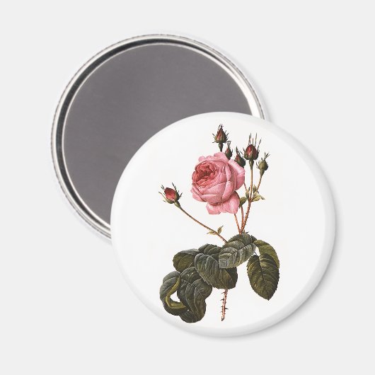 Antiek roze Rozen in Bloom Magneet (Voorkant / Achterkant)