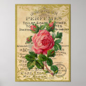 Antiek roze rozengeur poster (Voorkant)