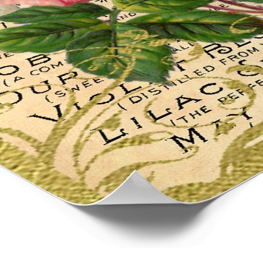 Antiek roze rozengeur poster (Hoek)