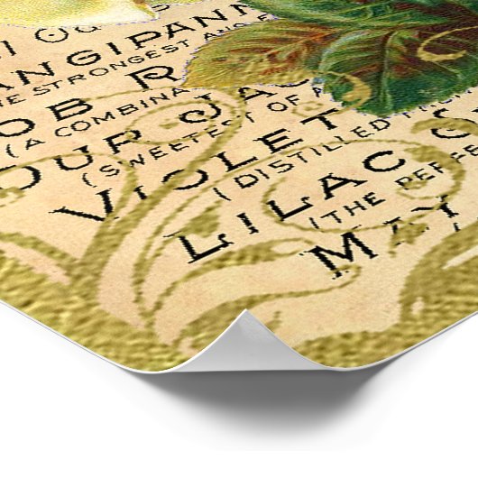 Antiek Rozen Parfume Butterflies Poster (Hoek)