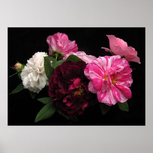 Antiek Rozen Poster (Voorkant)