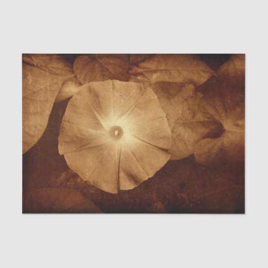  Antiek Sepia Floral Morning Glory Tissuepapier (Voorkant)