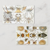 Antiek spinnen of spinachtigen door Ernst Haeckel Visitekaartje (Voorkant / Achterkant)