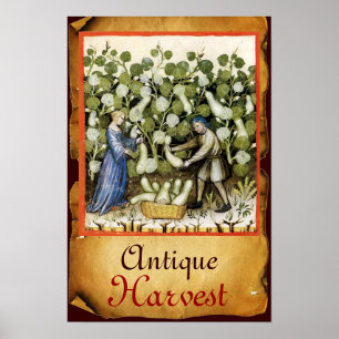 ANTIEK SQUASH HARVEST PARCHCHMENT POSTER