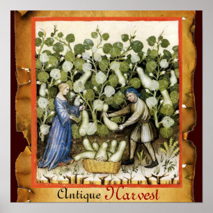 ANTIEK SQUASH HARVEST POSTER