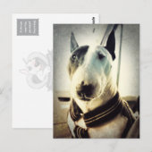 Antiek stijl Bull Terrier Photo Briefkaart (Voorkant / Achterkant)
