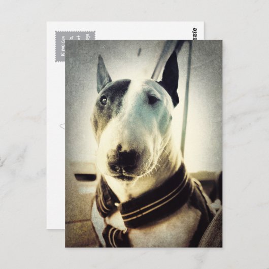 Antiek stijl Bull Terrier Photo Briefkaart (Voorkant / Achterkant)