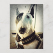 Antiek stijl Bull Terrier Photo Briefkaart (Voorkant)